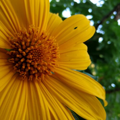 Beautiful flower