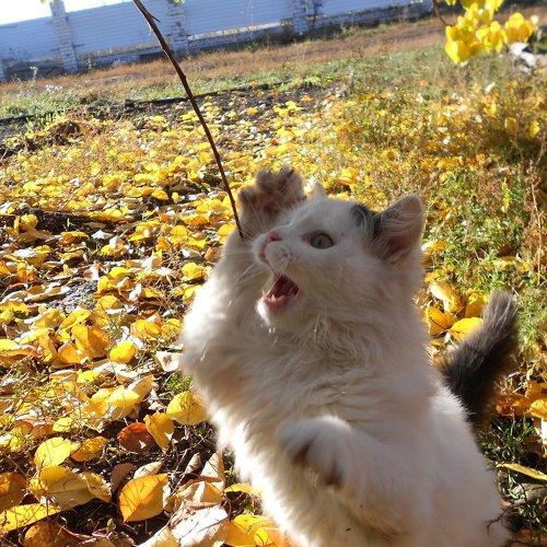 тигр