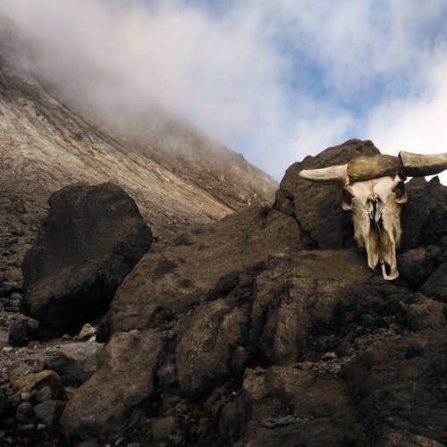 Sacrified buffalo