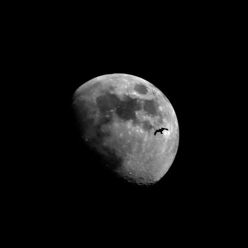 Soaring High In The Darkness