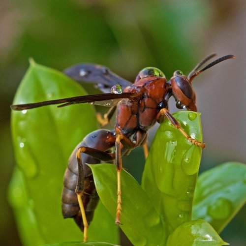 Wet wasp
