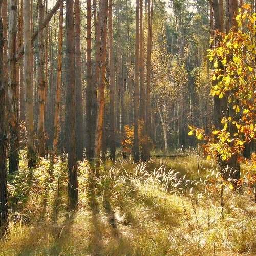 В осеннем лесу...
