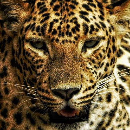 the wild beaet
