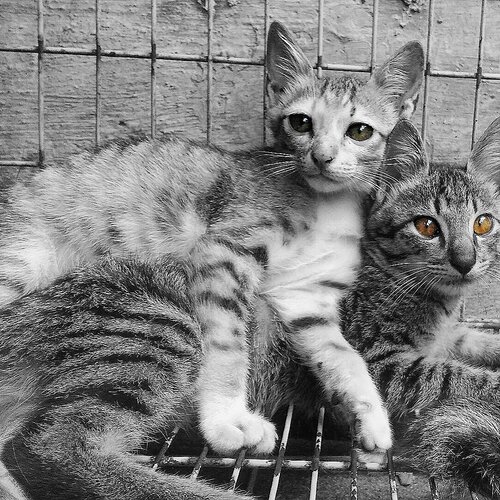 Sibling