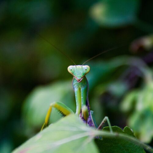 Photo #1511631