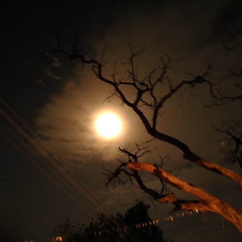 Fullmoon behind the Tree
