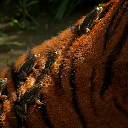 Piggy back ride on a tiger