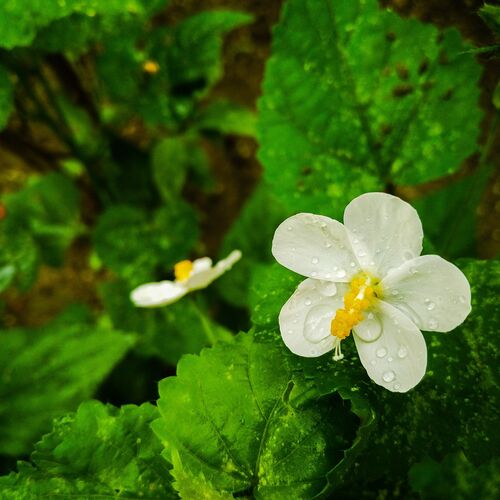 Water drops on flower