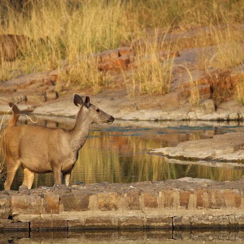 Ranthambore national park - Sambar