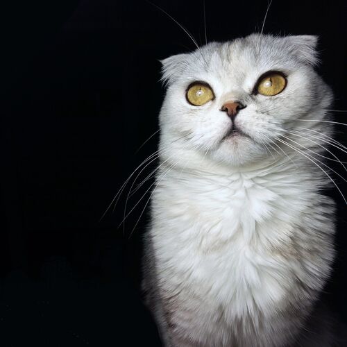 Мишель