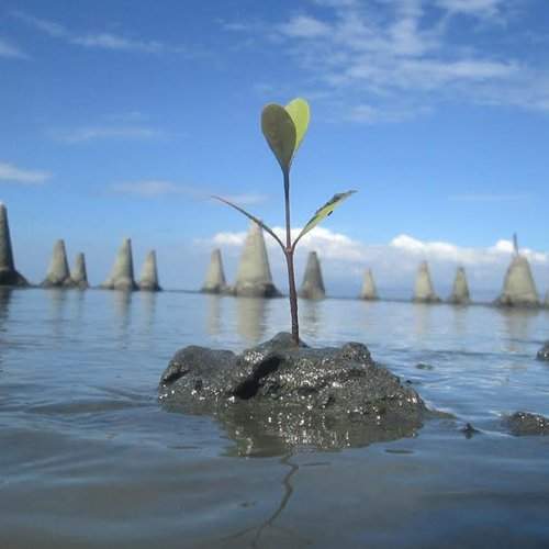 Seedling of Future