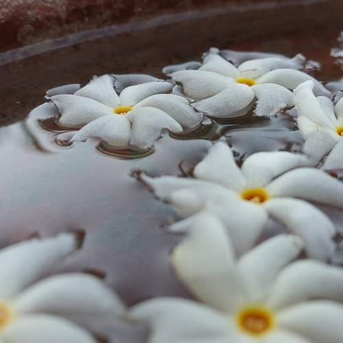 Water drop on petal