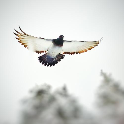 Flight