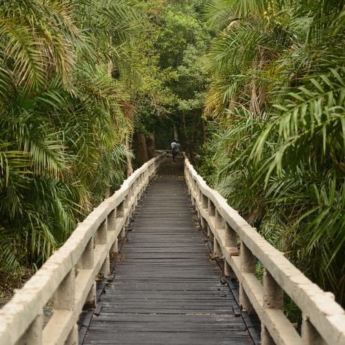 Wooden bridge
