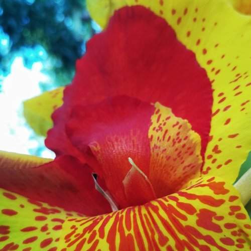 Flower