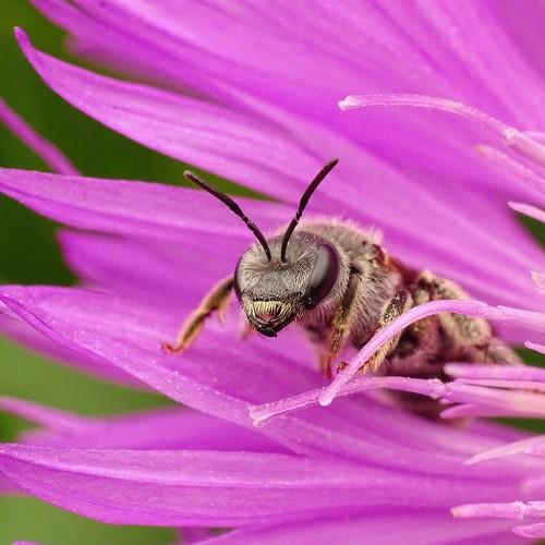 Flower magic