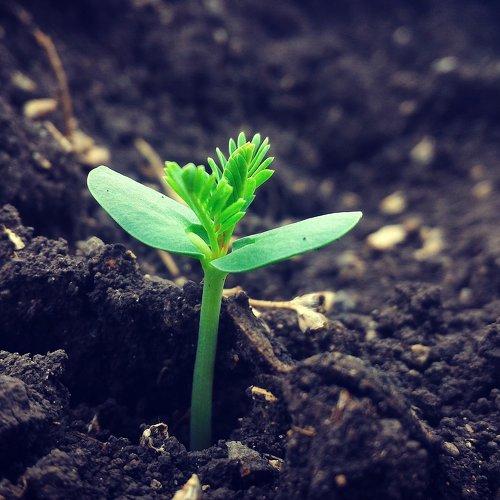 A new life