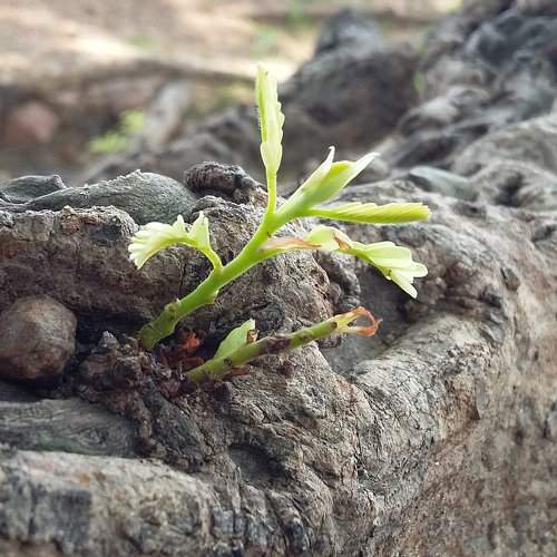 Bud