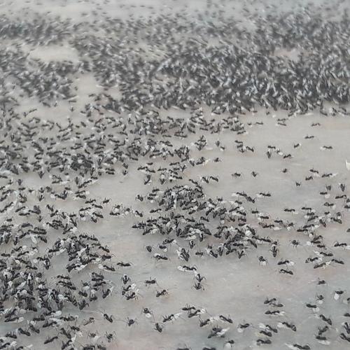 ant' lunch time...