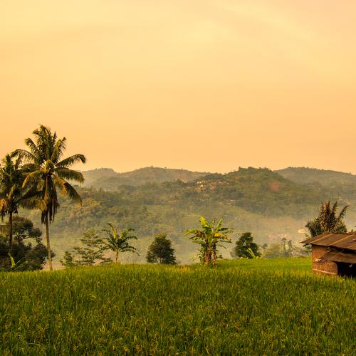 rice field in the morning