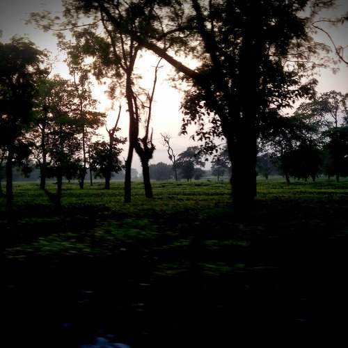 Tea estates
