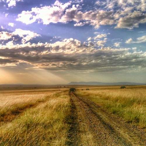 Wildlife Landscape of Masai Mara Kenya