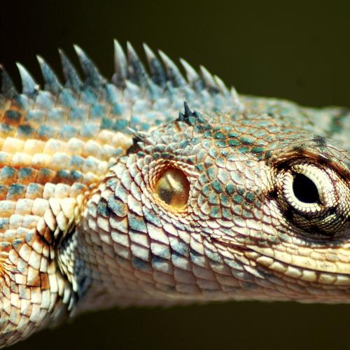 "The Lizard"