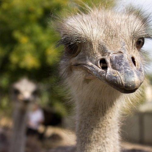 ostrich