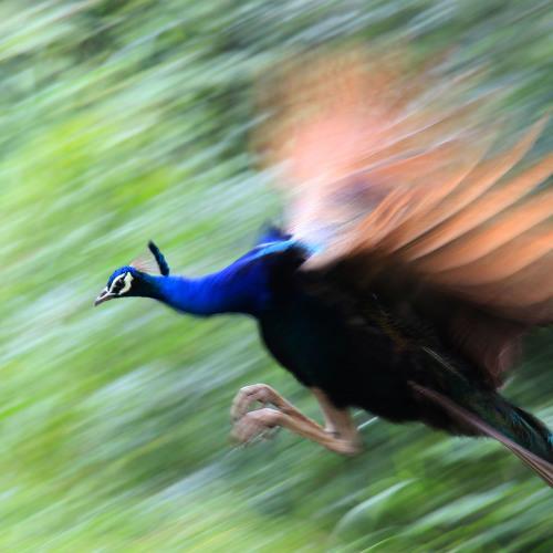 beauti in motion