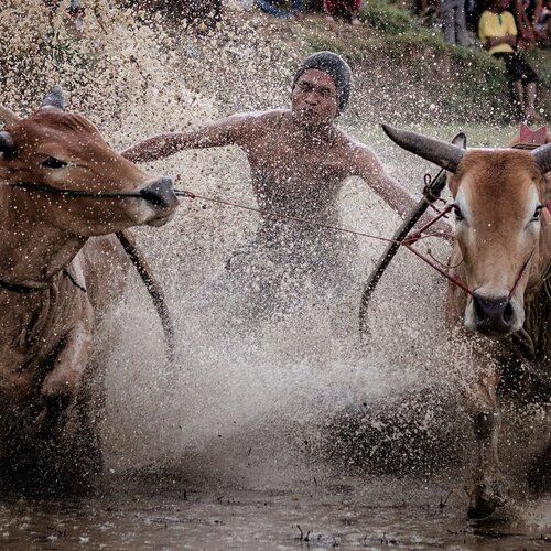racing cow