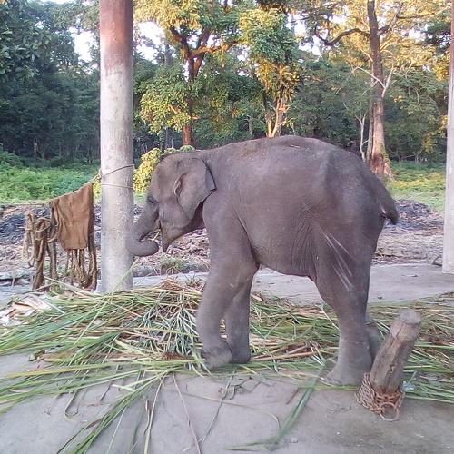 Life in jungle