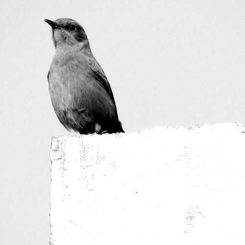 The Thinker Bird