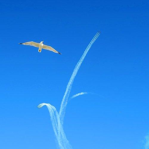 free flight
