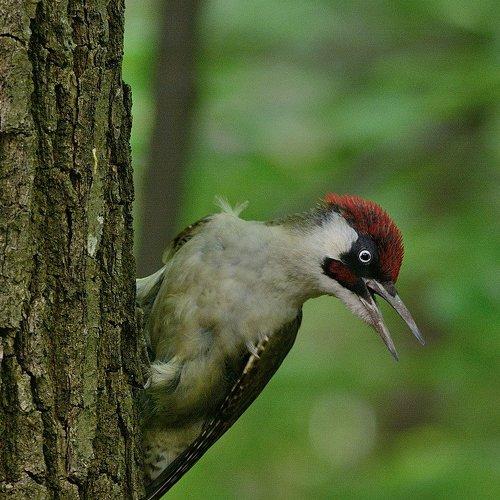 Настоящий русский woodpecker!
