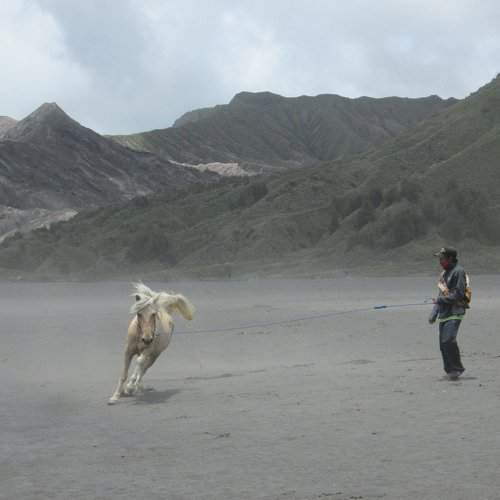horse handler