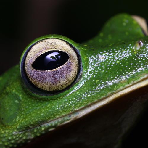 Speaking Eyes