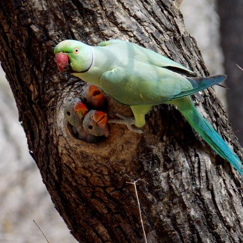 Parrot with baby parrots
