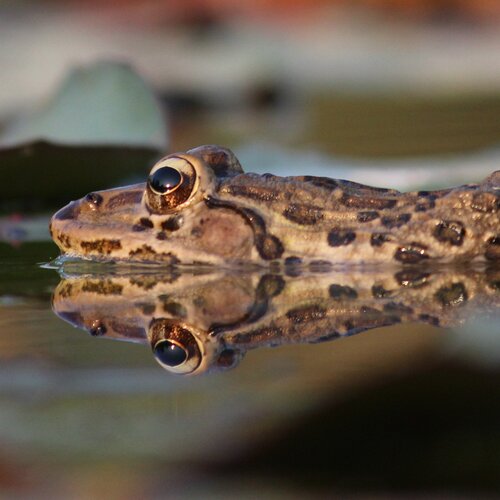 Frog