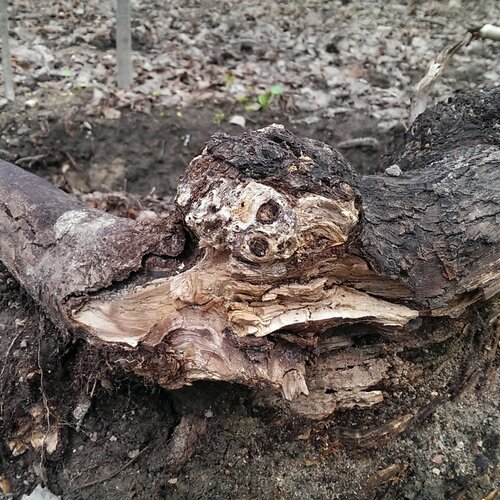 Наши корни