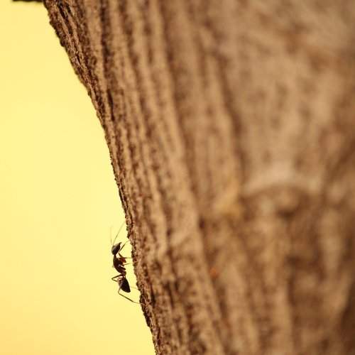 Climbing Up