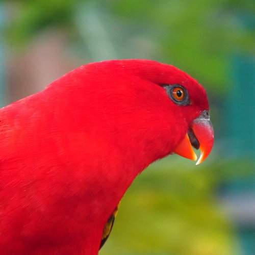 The Happy Parrot
