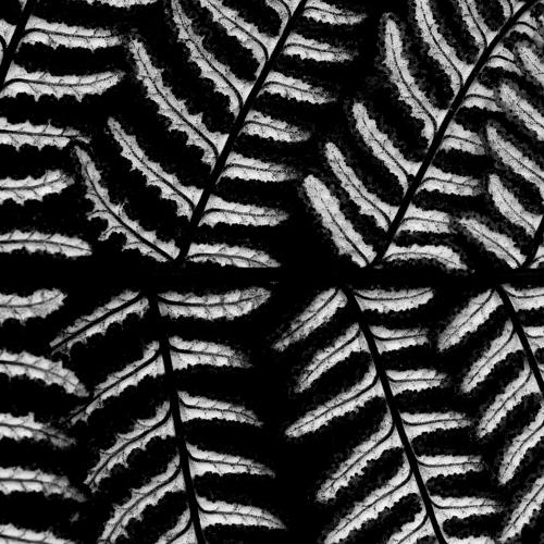 Nature linearity