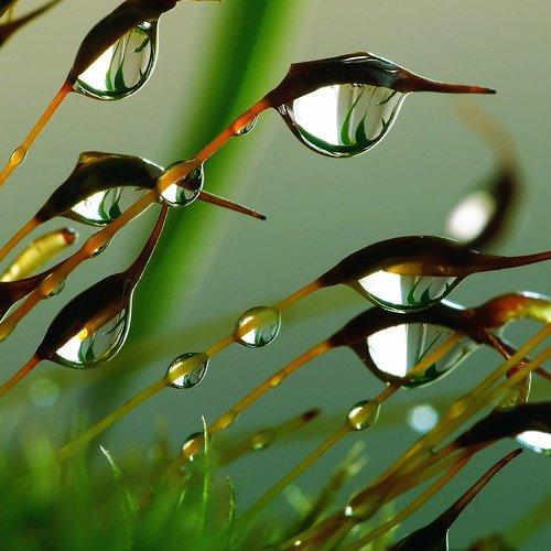 Forest moss