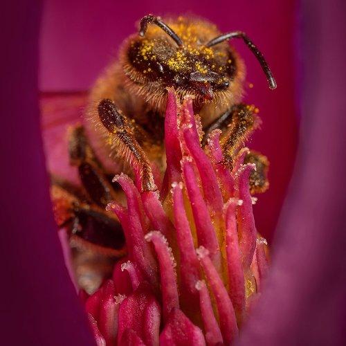 Bee in flower