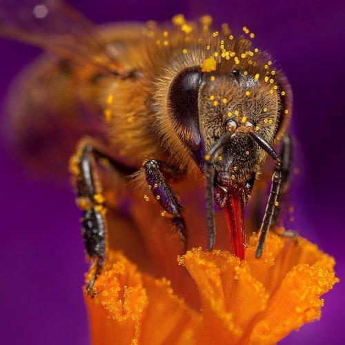 Bee in flower