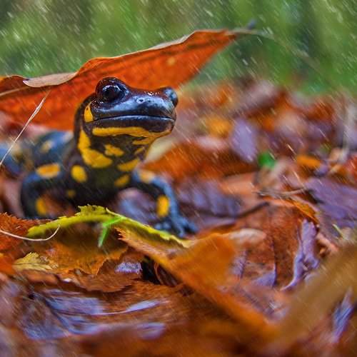 Salamander