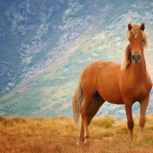 Wild horse