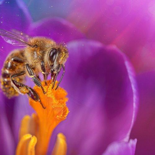 Bee in flower