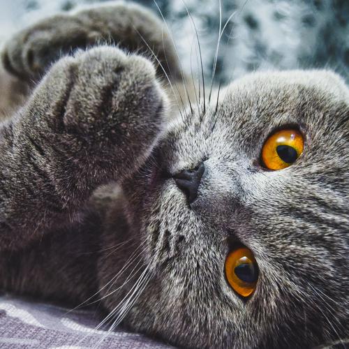 Кот