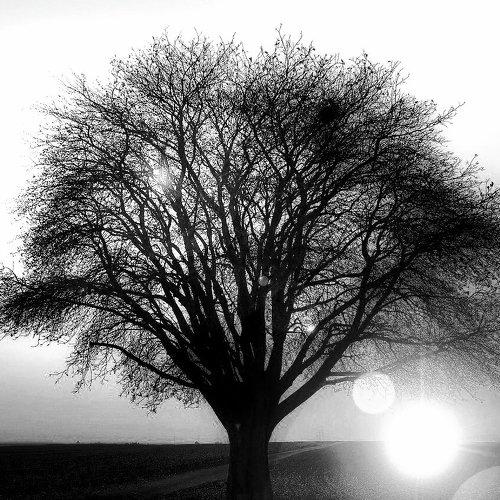 Silhouette Tree